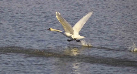 cigno in decollo